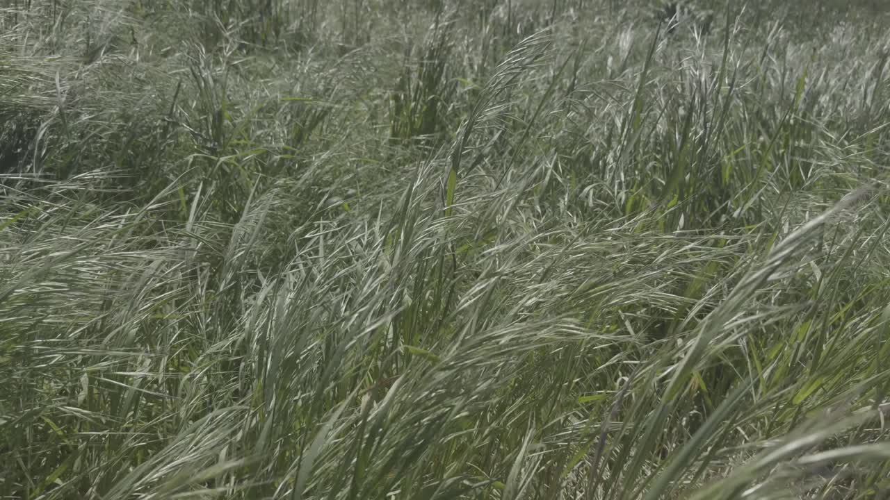 봄의 태양 아래에서 바람에 의해 움직이는 푸른 풀의 평화로운