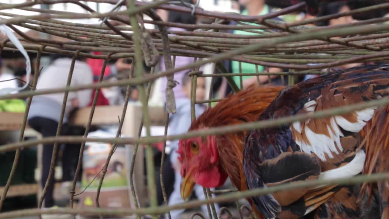 Chicken sold at a street market in Minas Gerais, Brazil