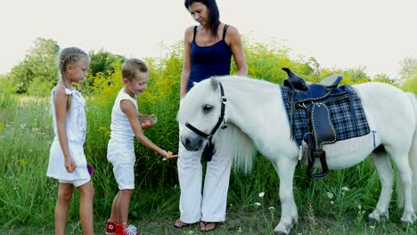 children, a boy and a girl of seven years, fed a white pony, give to eat carrots. cheerful, happy family vacation. outdoors, in the summer, near the forest