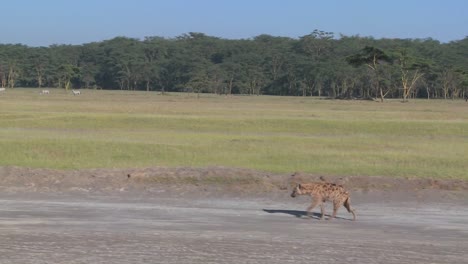 una hiena camina por un camino en la sabana africana en esta toma itinerante