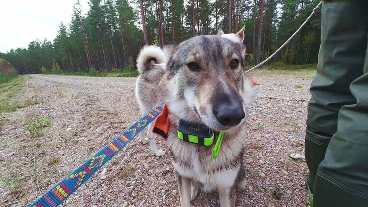 Uno scatto rivelatore di due cani lupo sulla strada vicino alla foresta, tenuti al guinzaglio