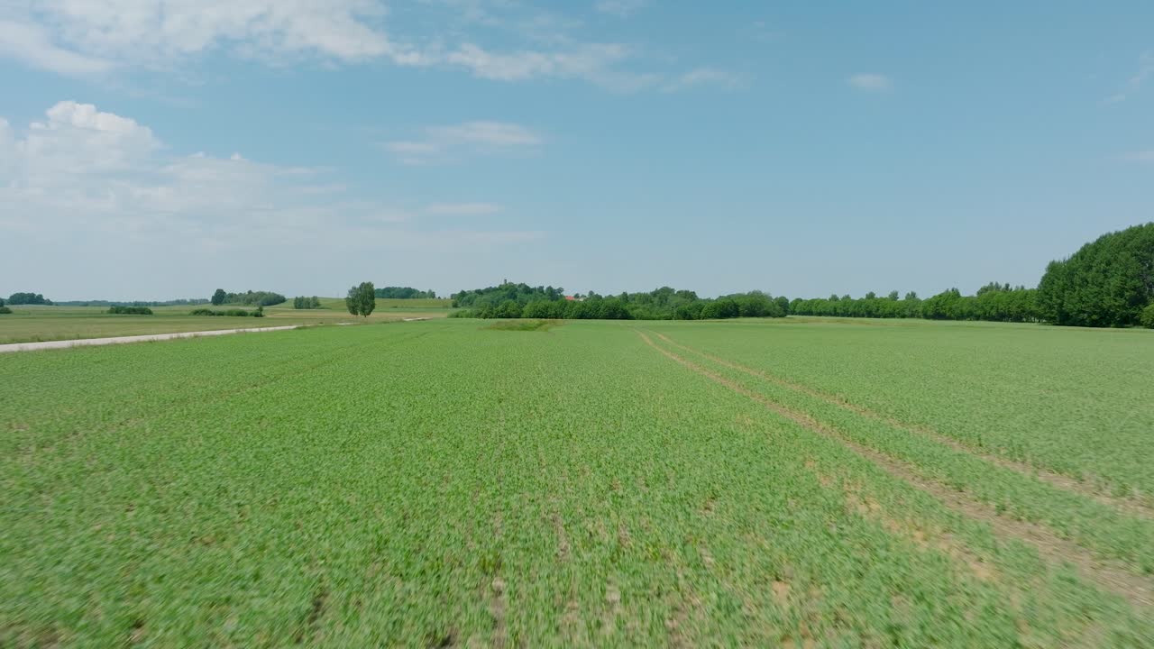 vista aérea del campo de cereales en maduración, agricultura orgánica, paisaje rural, producción de alimentos y biomasa para un manejo sostenible, día soleado de verano, disparo de avión no tripulado avanzando bajo