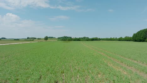 Aerial-establishing-view-of-ripening-grain-field,-organic-farming,-countryside-landscape,-production-of-food-and-biomass-for-sustainable-management,-sunny-summer-day,-drone-shot-moving-forward-low