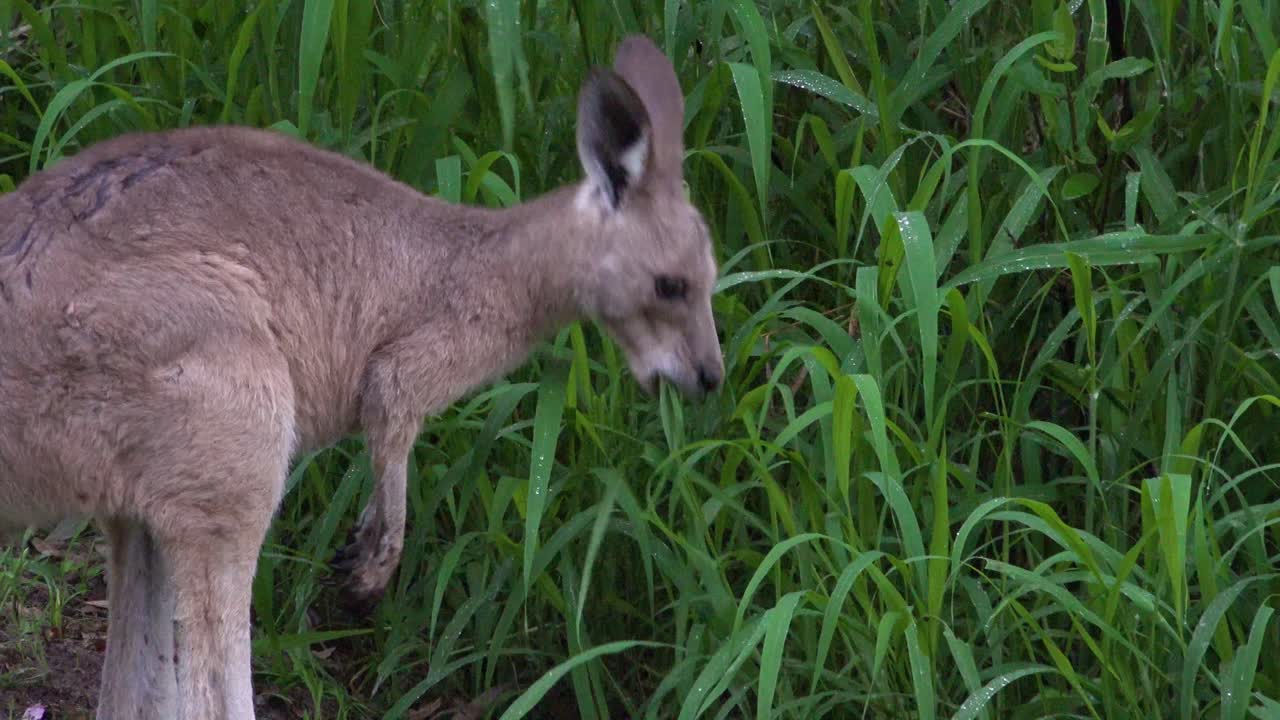 주머니에 아기가 있는 캥거루는 carnarvan national park queensland australia 1의 풀밭에서 풀을 뜯고 있습니다.