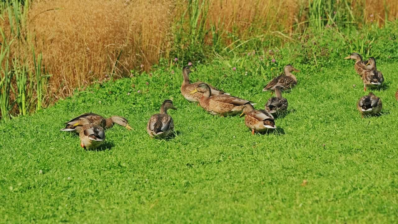 Brown female mallard ducks grazing on sunny grass field in Victory Park Latvia