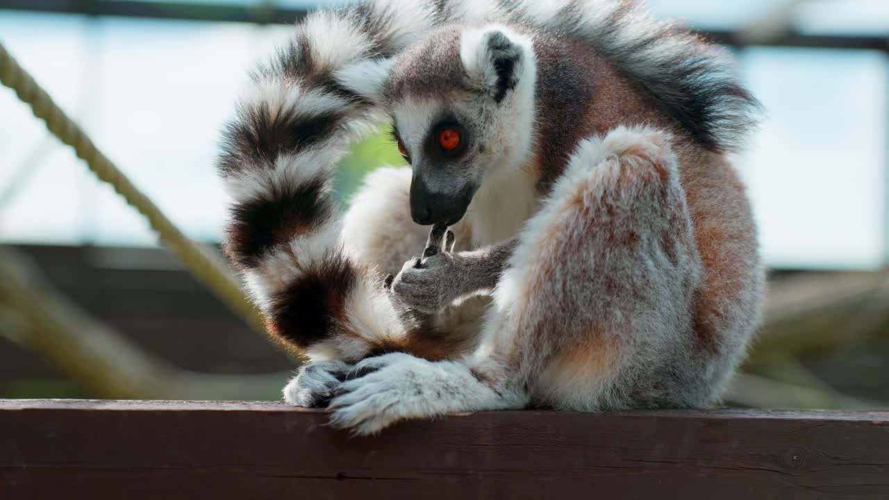 Um lêmure-de-cauda-anelada está sentado em uma cerca de madeira lambendo a pata, mostrando um comportamento detalhado de higiene em plena luz do dia dentro de um recinto ao ar livre