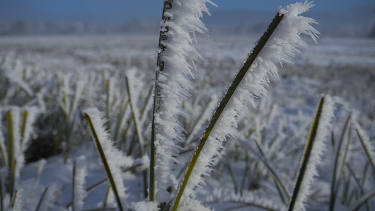 primer plano de plantas congeladas cubiertas de helada, mostrando intrincados detalles helados en una sartén que se eleva lentamente, telefoto