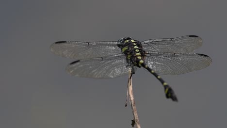 The-Common-Flangetail-dragonfly-is-commonly-seen-in-Thailand-and-Asia