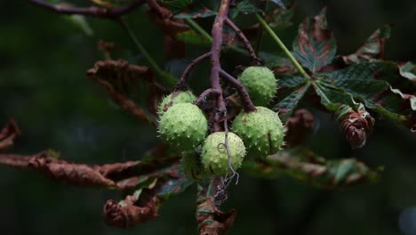 castaño de indias, aesculus hippocastanum, en fruta. septiembre