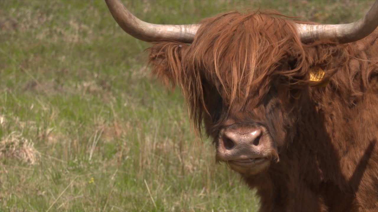 Highland cow with big horns in Scottish glen licking nose