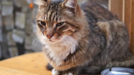 close up portrait of a brown tabby cat with green eyes