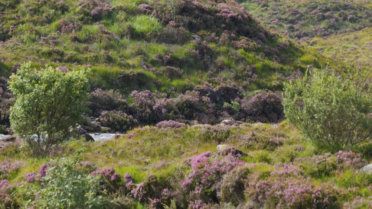Person climbs green hill with heather under daylight, wide shot, steady camera, natural landscape