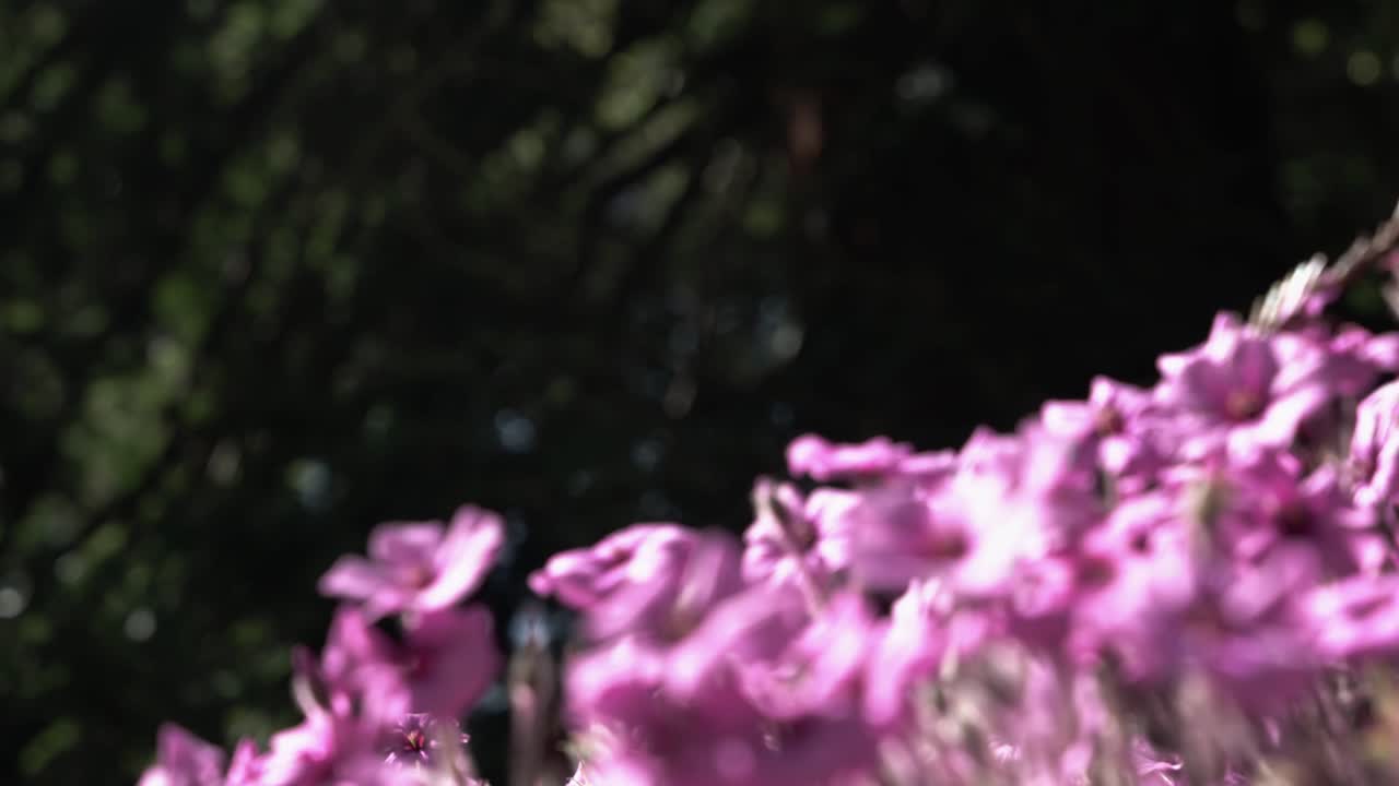 아름다운 아침에 분홍색 꽃이 가득한 정원