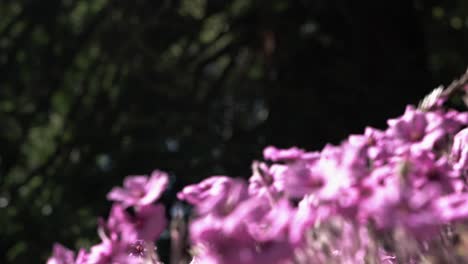 Garden-filled-with-pink-flowers-in-a-beautiful-morning