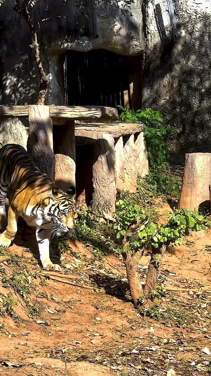 호랑이는 자연 동물원 환경을 통과합니다.