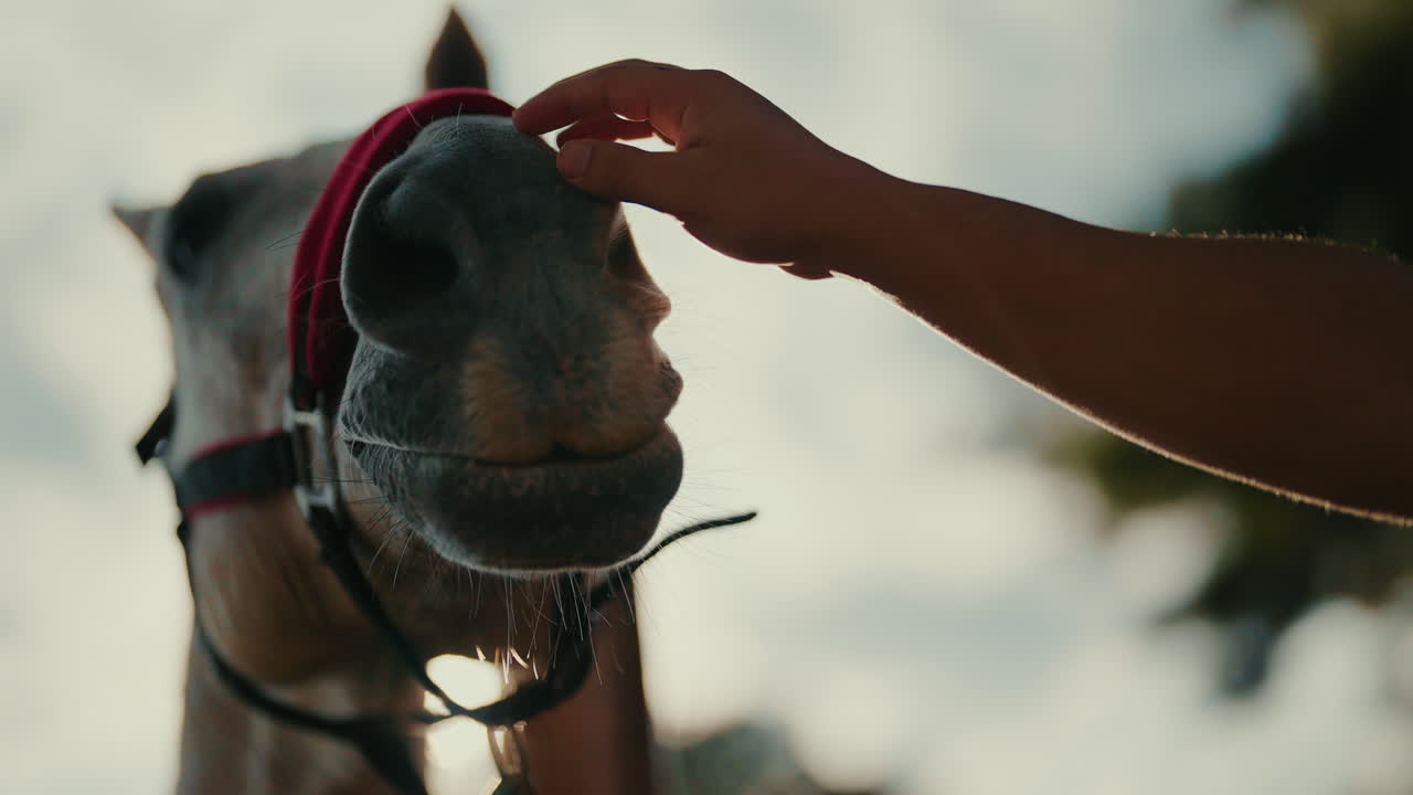 Horse being gently petted by a person with a calm, loving interaction in nature