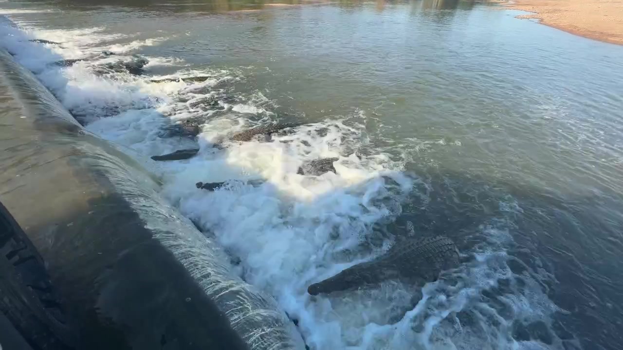 Coccodrilli in fila sotto lo sbarramento del fiume, in attesa di tendere un'imboscata alla preda presso le cascate