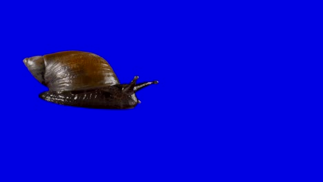 snail on blue, green screen