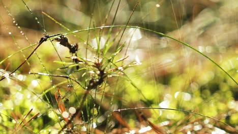 abstract blurred background of summer rain in sunny forest close-up. nature background.