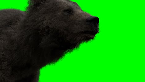 standing bear. green screen realistic animation.