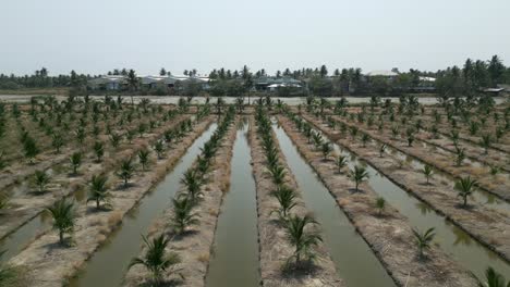 coconut plantation with irrigation canals