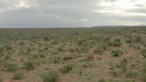 aerial drone footage of elephants grazing in bushland of samburu, kenya