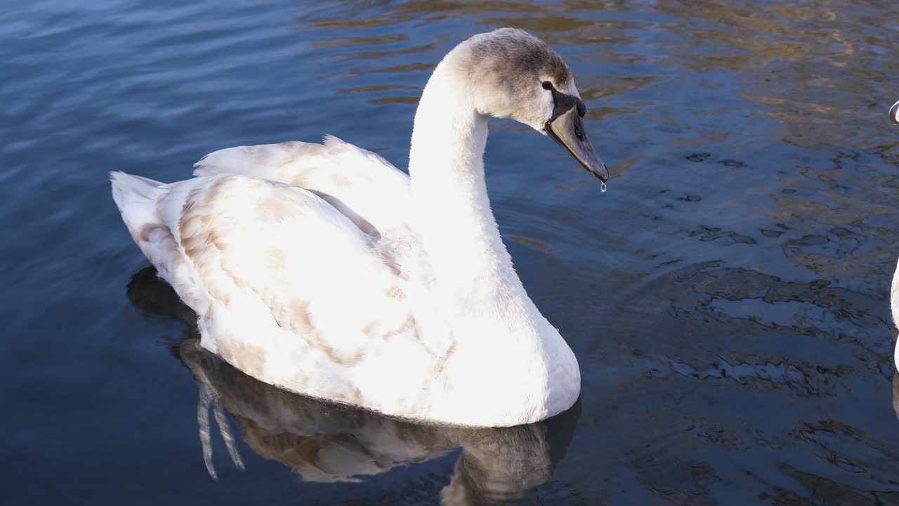 un cisne en el canal