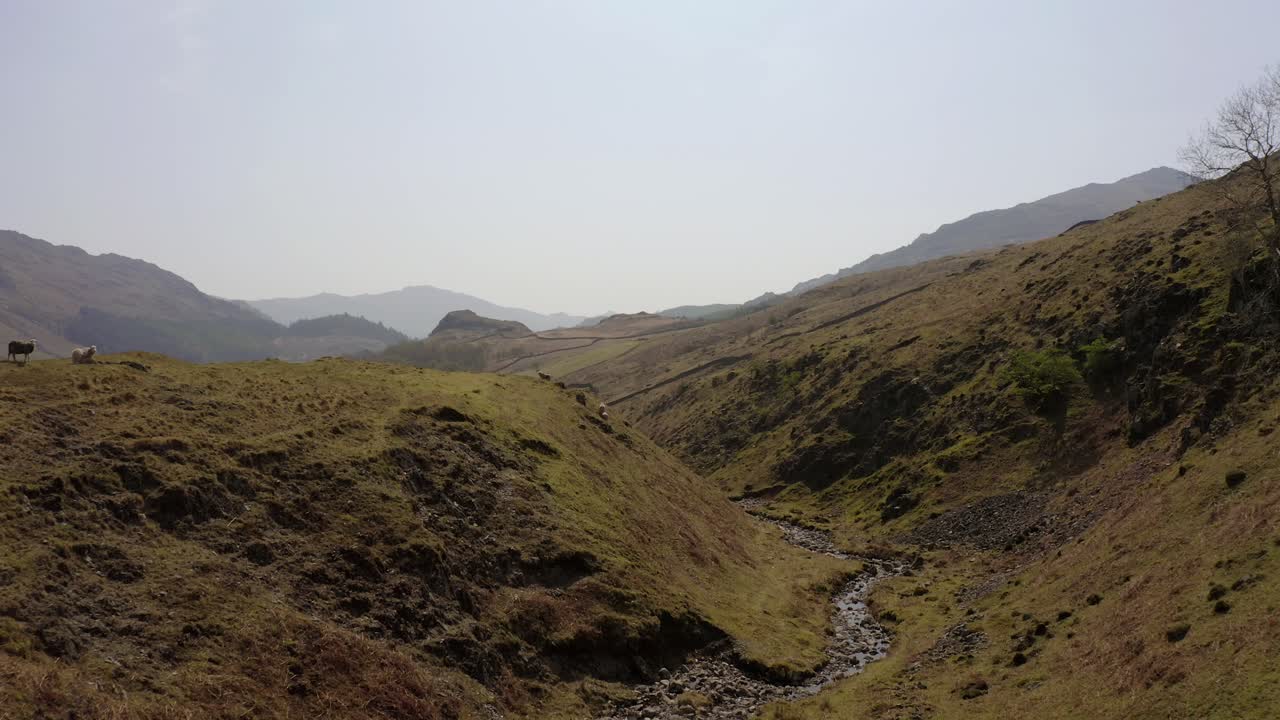 Ripresa ravvicinata con drone in sorvolo su pecore sulla cima di una collina nel Lake District, Cumbria