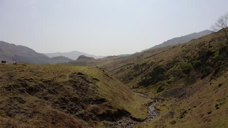 Low-Drone-fly-by-shot-over-sheep-on-top-of-a-hill-in-The-Lake-District,-Cumbria