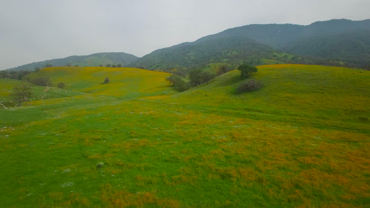 una antena baja sobre vastos campos de amapolas y flores silvestres en california 1