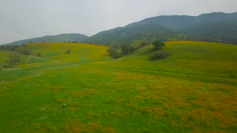 A-low-aerial-over-vast-fields-of-poppies-and-wildflowers-in-California-1