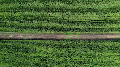 tiro de arriba hacia abajo del campo de maíz en verano