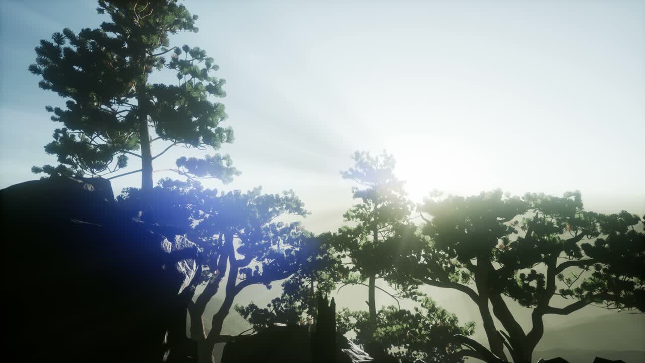 나무들을 가로지르는  ⁇ 빛