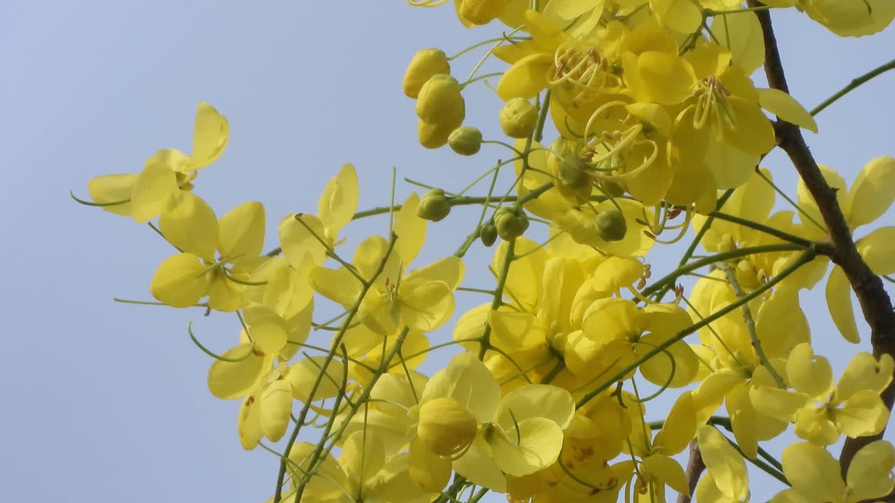 kanikonna 정글에서 아름다운 꽃