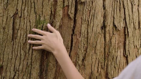 nature woman hand touching tree caressing bark feeling natural texture in forest woods environment conservation concept