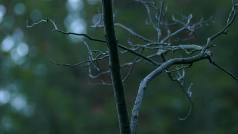 White-breasted-nuthatch-bird-hovering-on-thin-dry-branches-in-the-forest