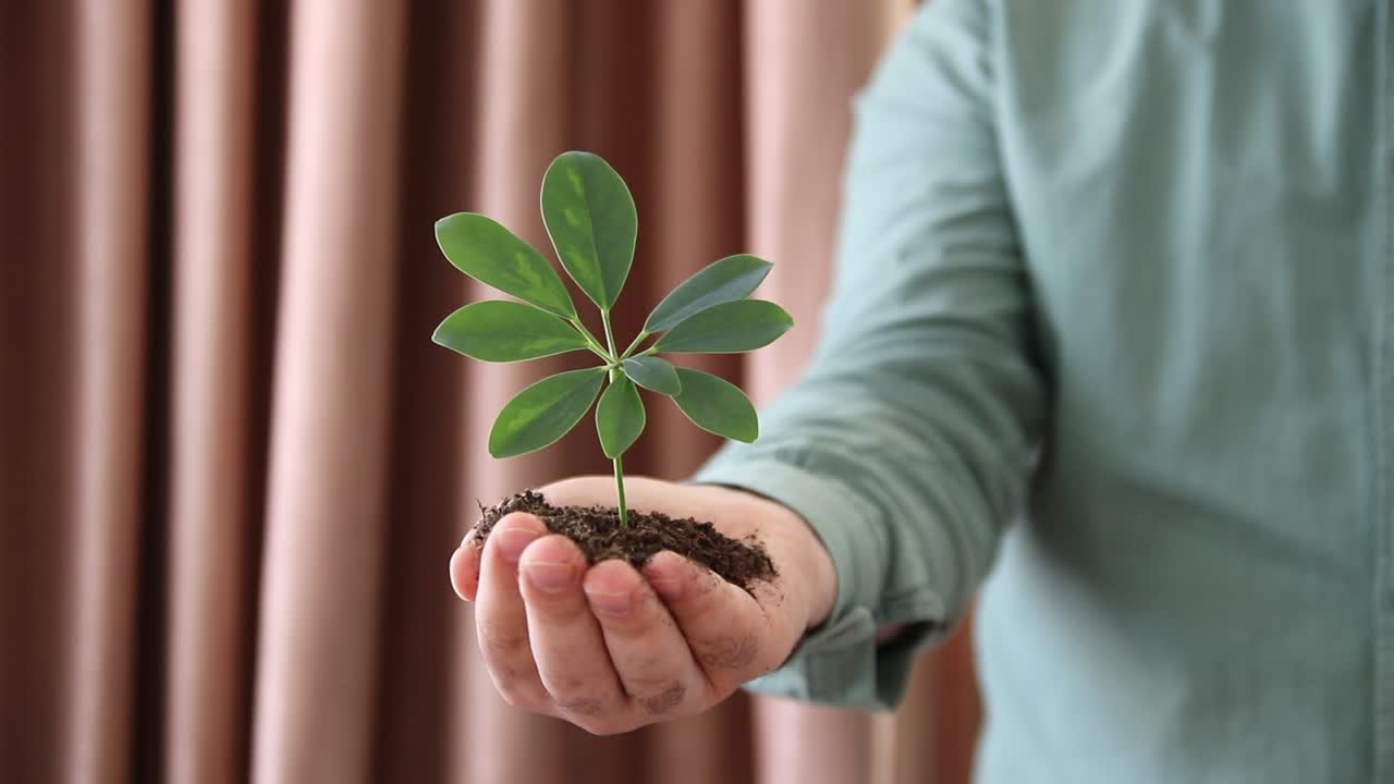 ⁇ 어리 토양 식물 성장 1