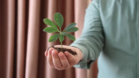 un puñado de plantas de suelo que crecen 1
