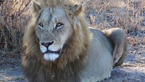 a male lion sits in the shade in the wild as he looks around him keeping a watchful eye out