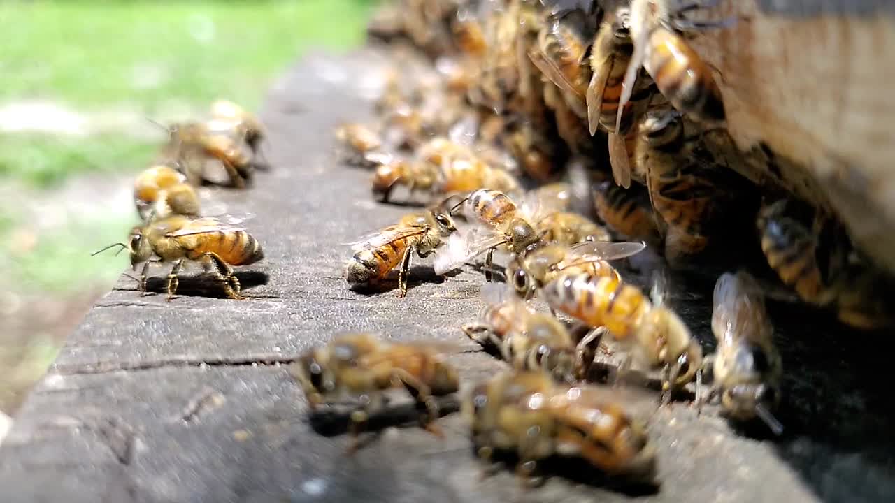 Honey bees flapping their wings and flying near the entrance to a hive box in slow motion hd 1080p 30p