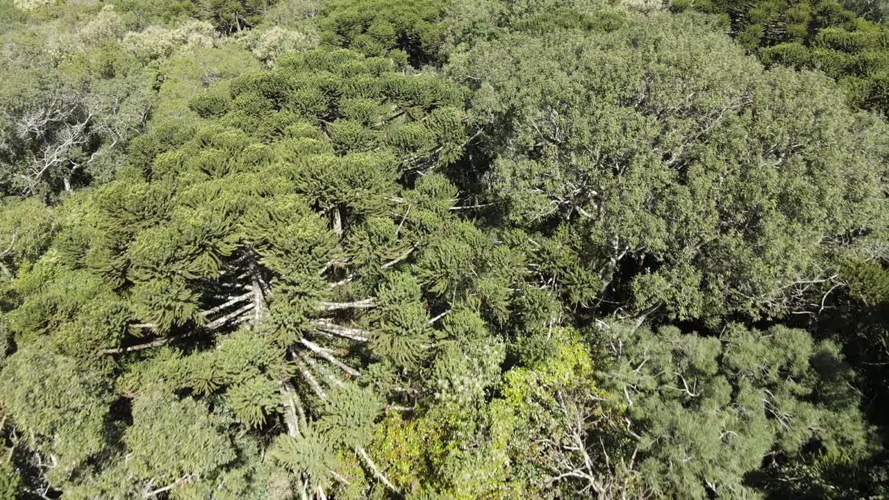 bosque de pinos típico del sur de brasil, sobrevuelo de drones