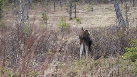 adult moose or elk standing in a swamp in the northern part of sweden