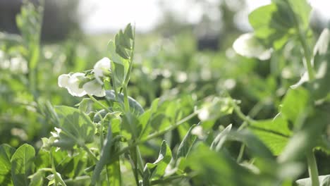 flowering field peas in countryside