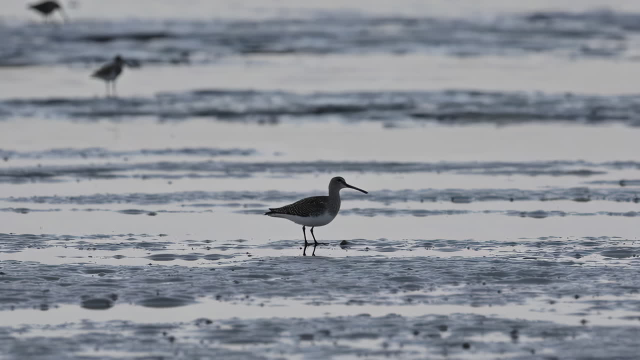 Dunlin Bird on a Coastal Wetland