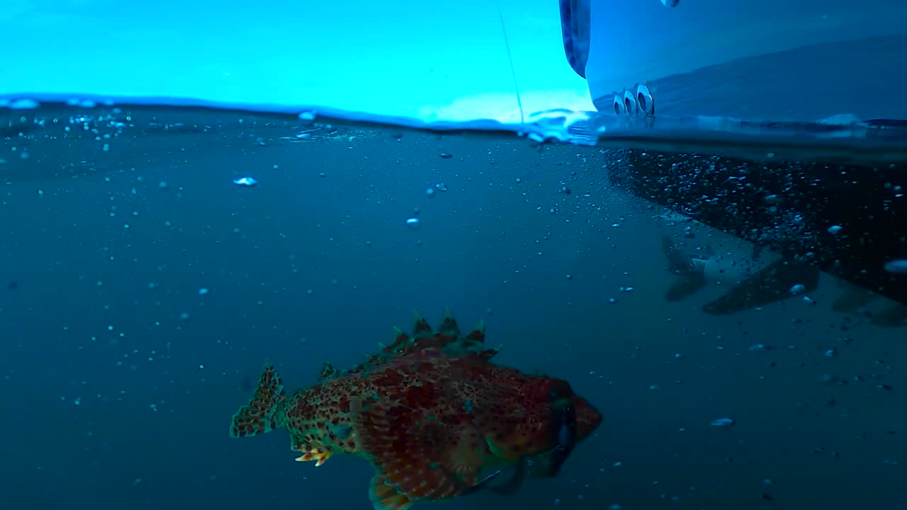 toma subacuática de sculpin nadando con pinta loma