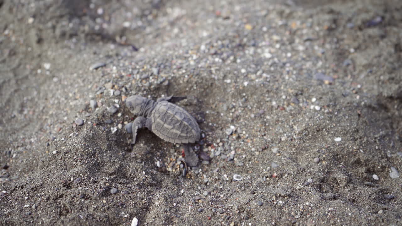 Olive ridley sea baby turtle, Lepidochelys olivacea, at the nesting beach of Ostional Wildlife Refuge, Guanacaste, Costa Rica