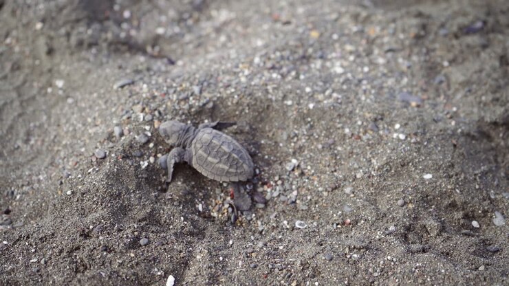 Olive ridley sea baby turtle, Lepidochelys olivacea, at the nesting beach of Ostional Wildlife Refuge, Guanacaste, Costa Rica