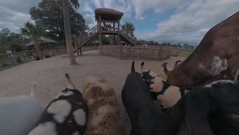 goats at a petting zoo farm - daytime wide angle pullback through the fence