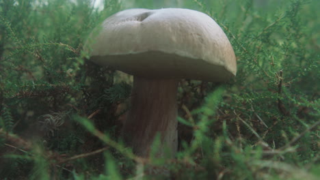 Beautiful-Karl-Johan-mushroom-in-the-forest-bed