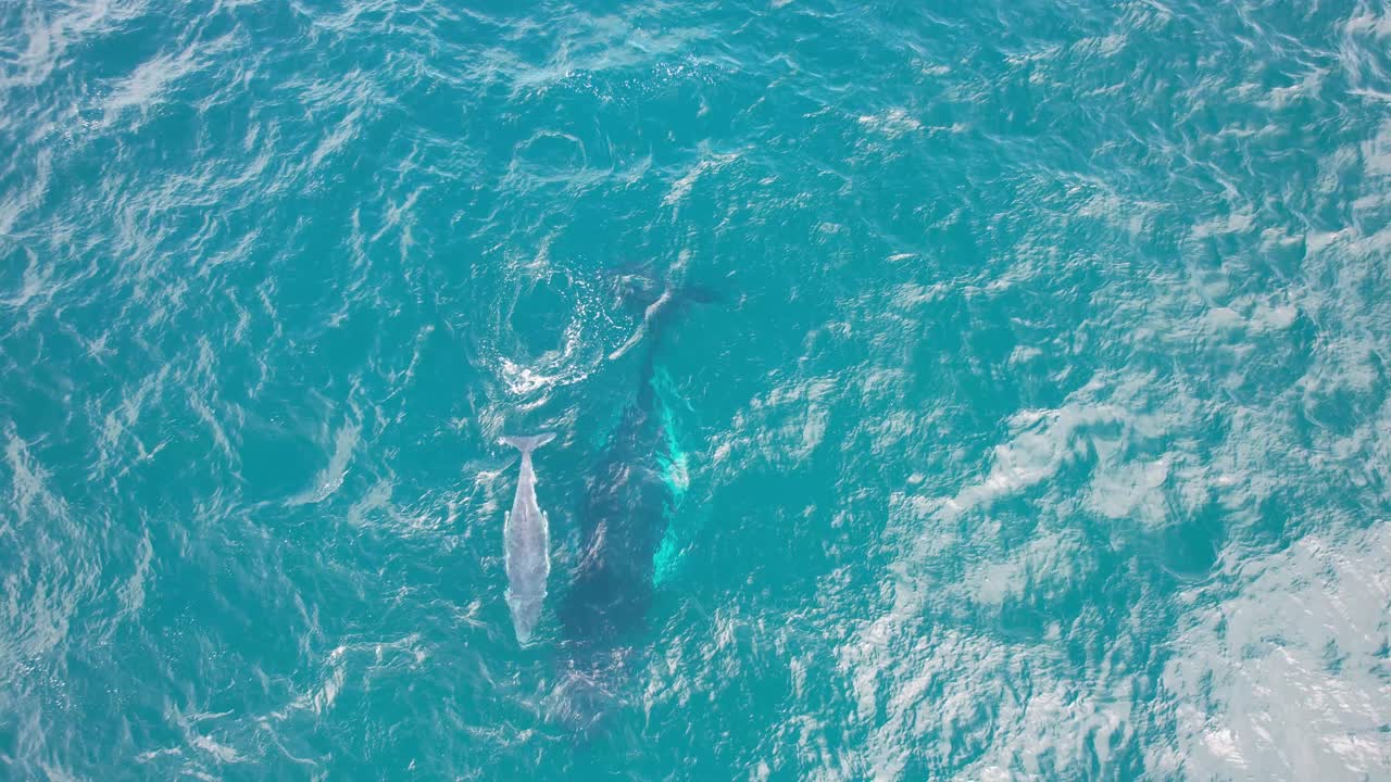 Clear Blue Sea With Swimming Humpback Whale Near Fingal Headland In NSW Australia